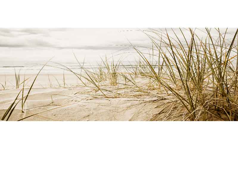 Nahaufnahme von Dünengras am Sandstrand unter bewölktem Himmel